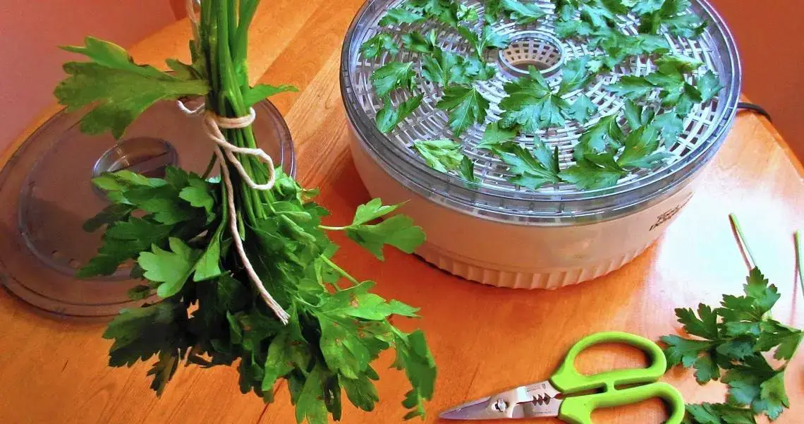 How to Dry Parsley Food Prep Guide Preserving & Storing Food