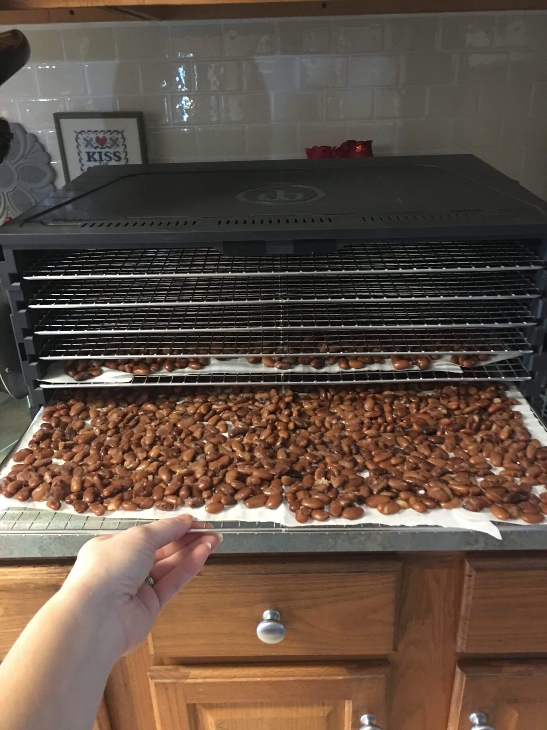 Sahara Dehydrator Vs Excalibur Which Is Best? Food Prep Guide