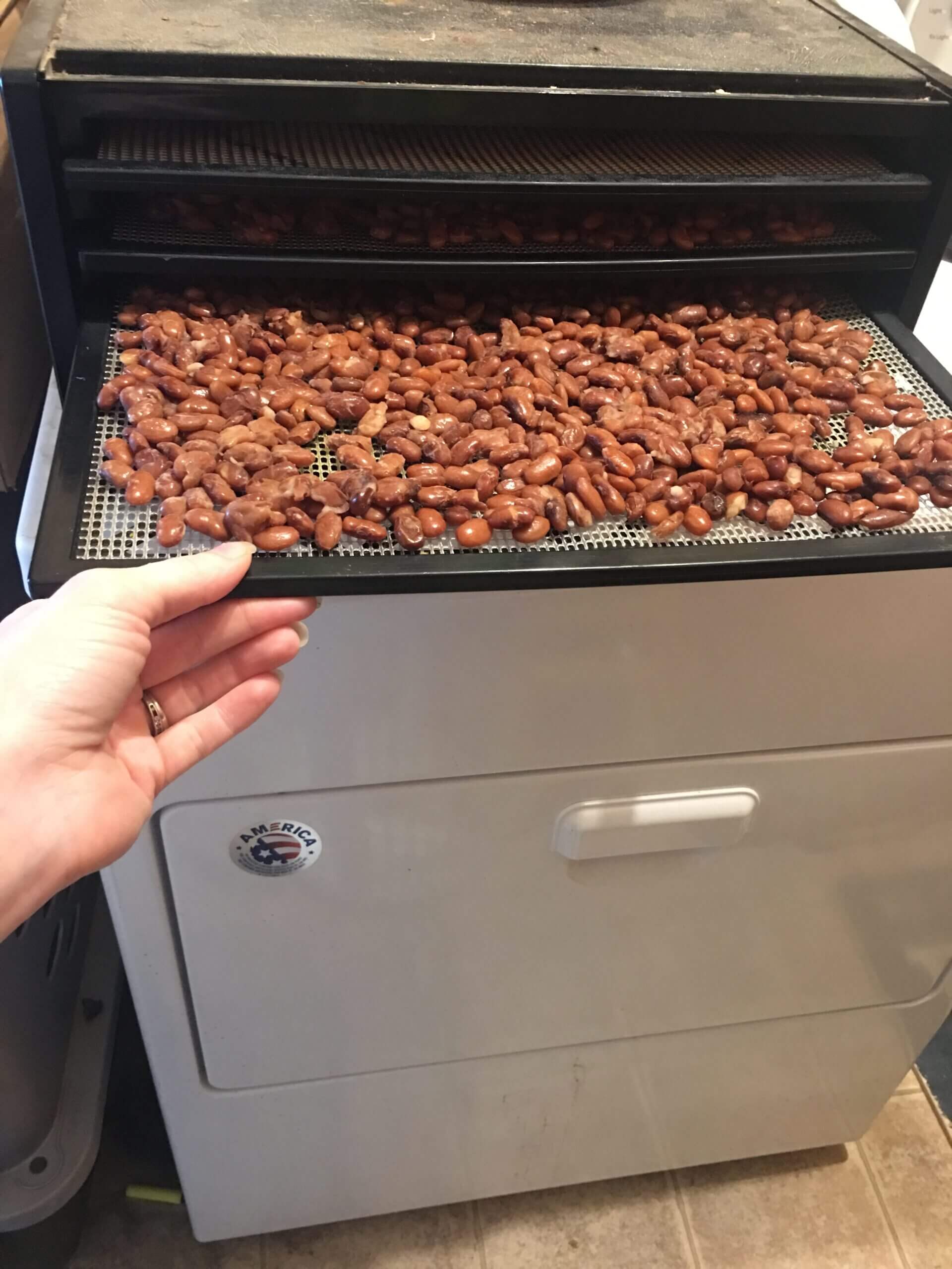 Sahara Dehydrator Vs Excalibur Which Is Best? Food Prep Guide