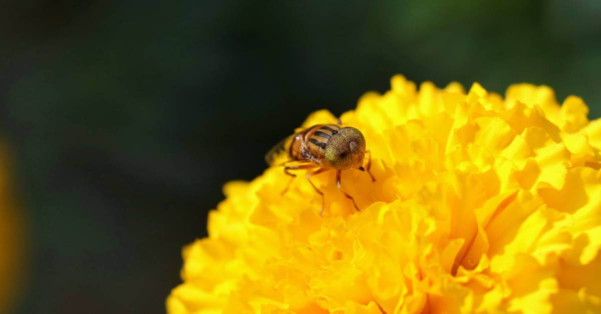 Do Marigolds Like Bees? [What You Need to Know]