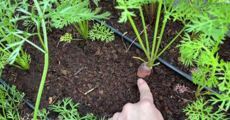 How to Know When Carrots Are Ready to Harvest