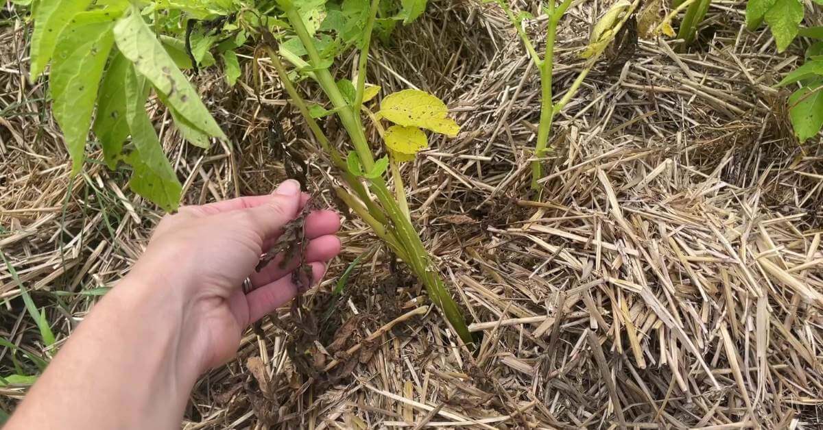 Here's What Potato Plants Look Like When Ready to Harvest