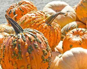 30 Types of Pumpkins with Pictures - Food Prep Guide - Preserving