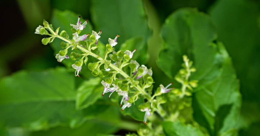 Eat Your Basil Flowers They re Edible Food Prep Guide