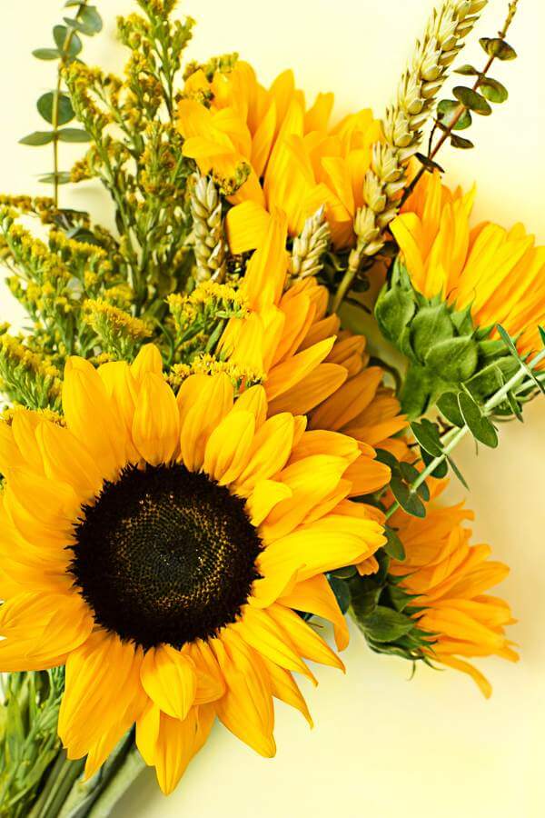 Transform your backyard into a sunflower cutting garden