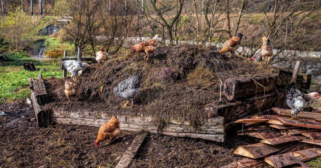 Chicken manure can be used as fertilizer for certain types of vegetables