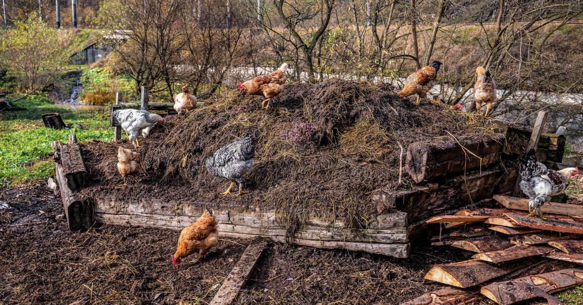 what plants like chicken manure