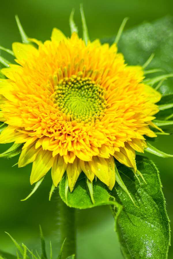 Dwarf sunflowers are great for small backyard gardens