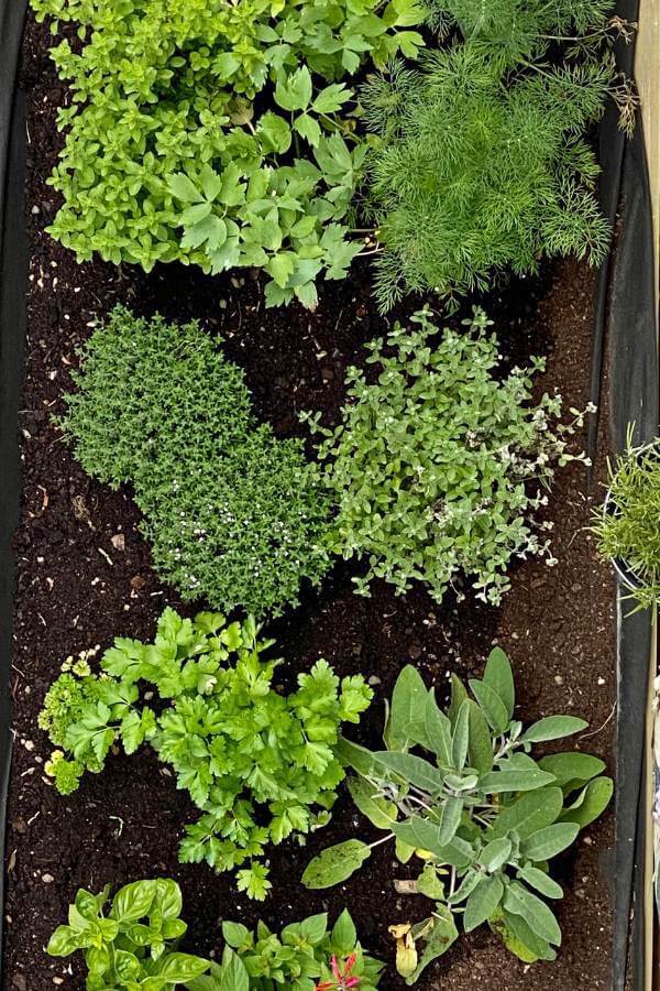 Herbs are shallow-rooted and grow well in kiddie pools