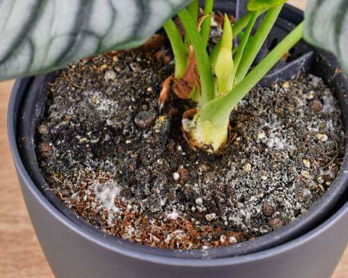 Mold formation is a sign that potting soil is bad