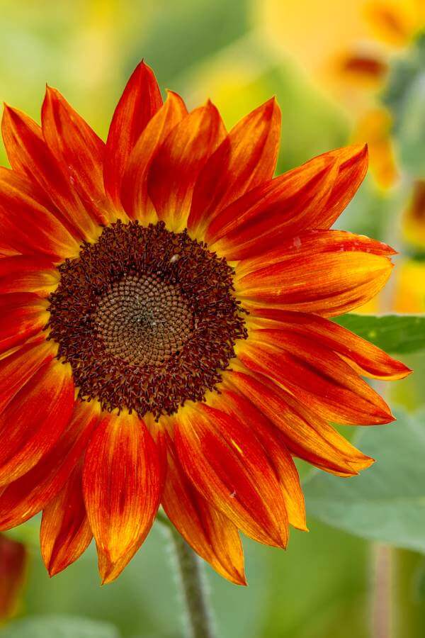 Red sunflowers add a pop of color to the backyard garden