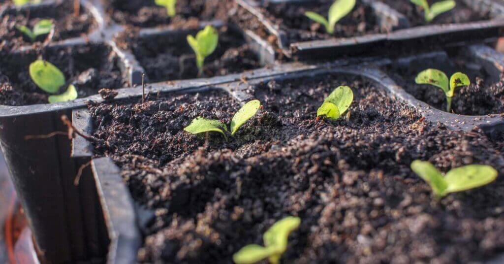Many seeds can be successfully started in February