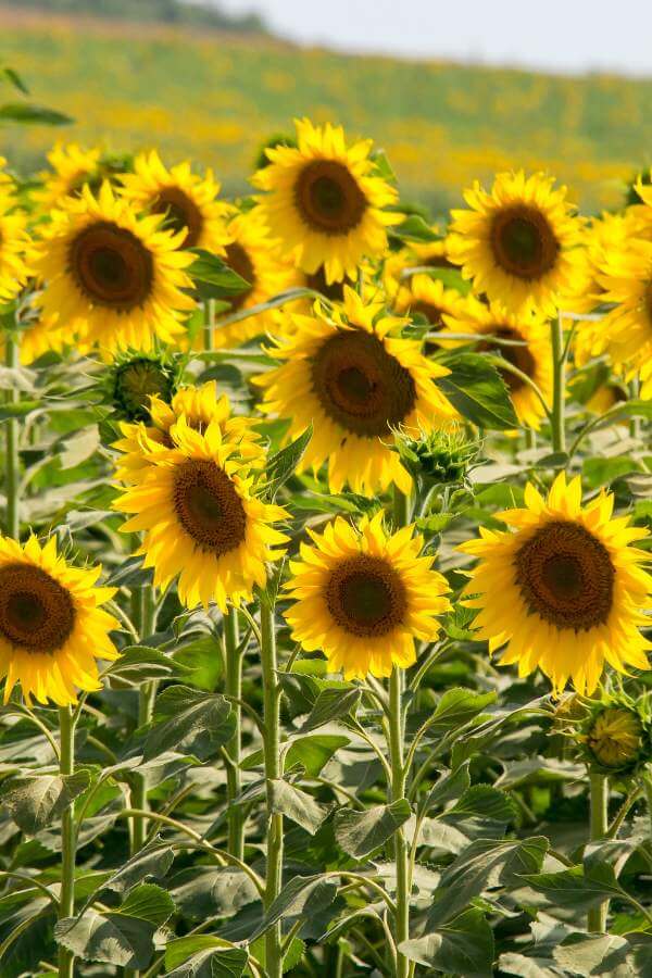Sunflowers make wonderful borders for gardens