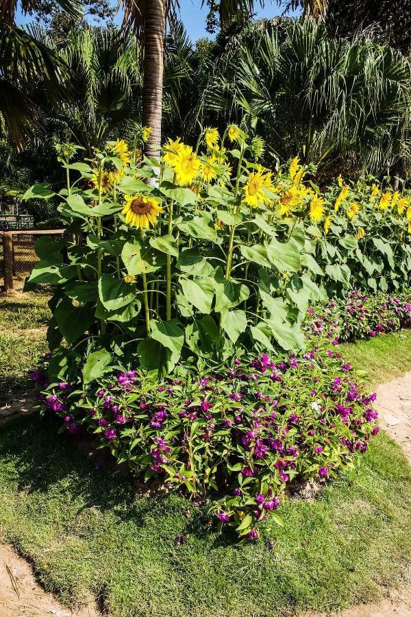 A stunning hedge of sunflowers adds a dose of happy to any backyard garden