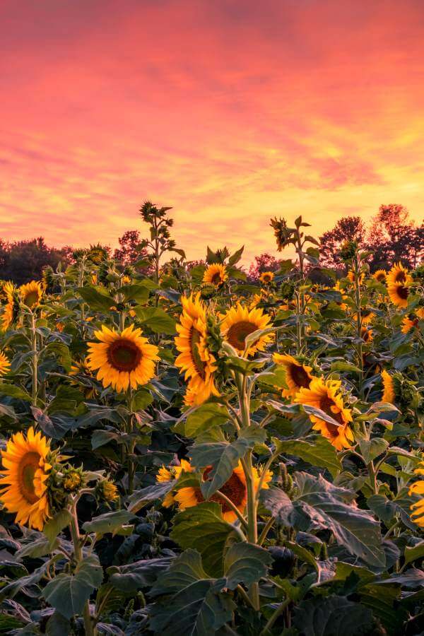 A sunflower maze is as fun as it is beautiful