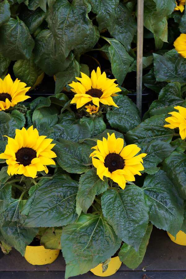 You can grow sunflowers in pots