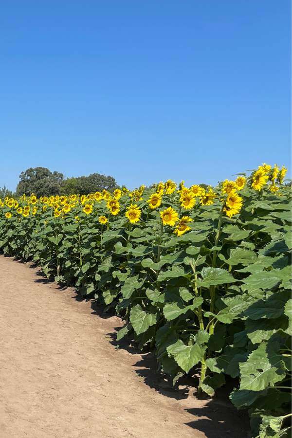 Use sunflowers to line your garden walkways