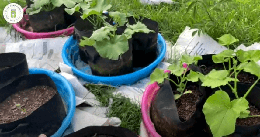 Squash growing in our kiddie pool garden