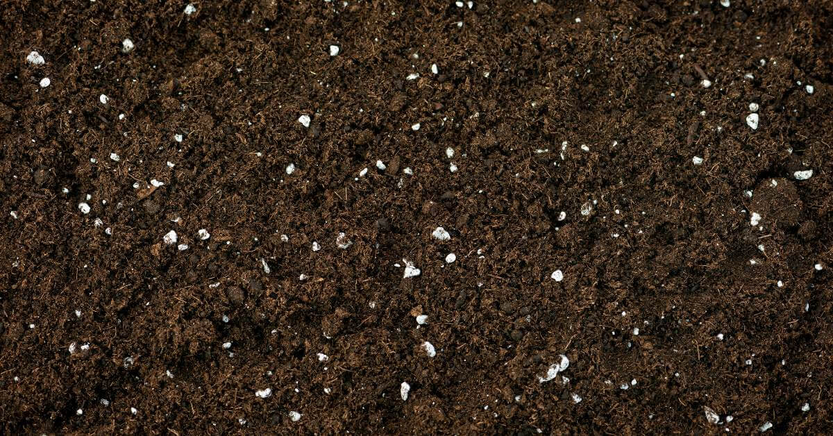 What Are the White Things in My Soil? [4 Possibilities] Food Prep Guide Preserving & Storing