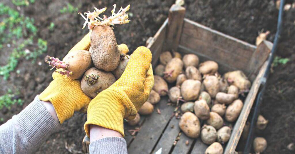 One of the easiest ways to grow potatoes is to use the deep mulch method.