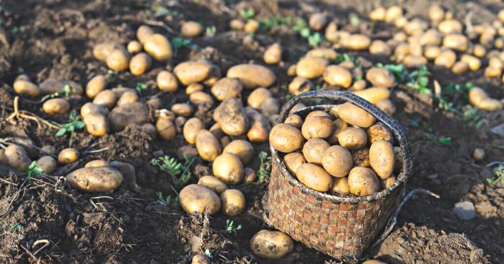 Potatoes take anywhere from 90 to 120 days to grow.