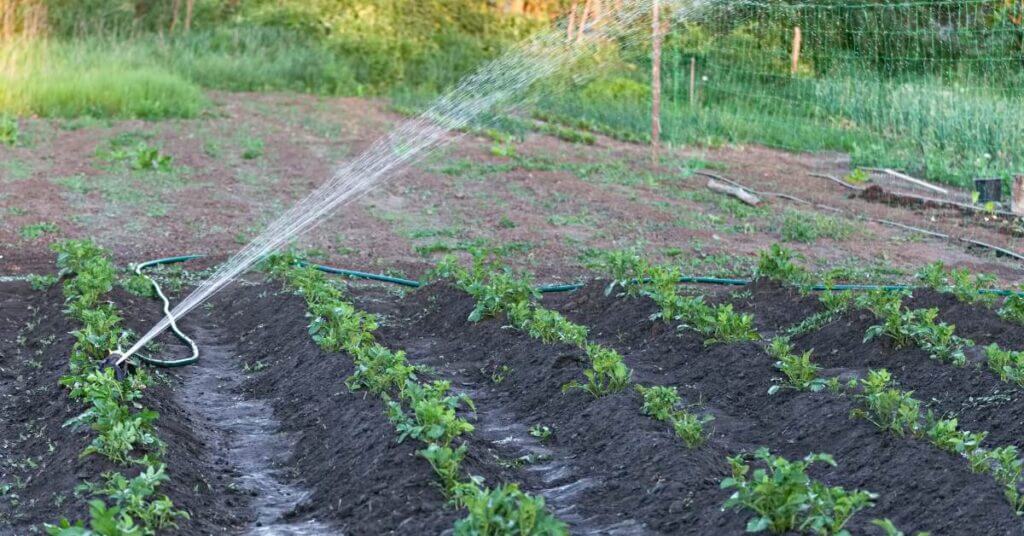 A sprinkler is one way to water potatoes efficiently.