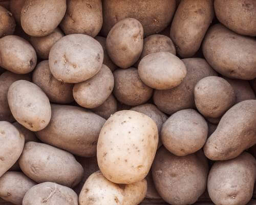 Kennebec is a mid-season potato variety that takes about 100 days to grow.