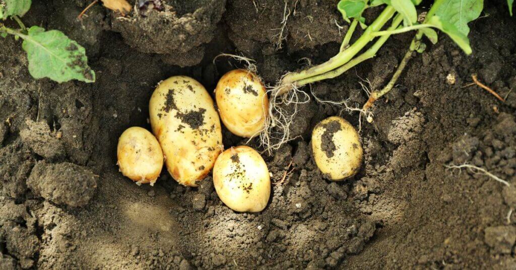 The best soil for potatoes is soil that provides proper drainage and nutrients.