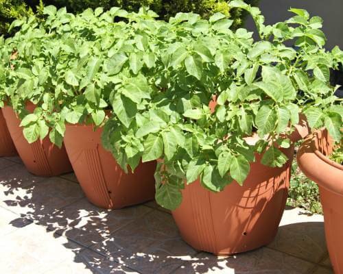 Potatoes planted in containers