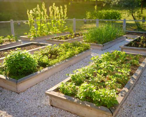 Potatoes planted in a square foot garden