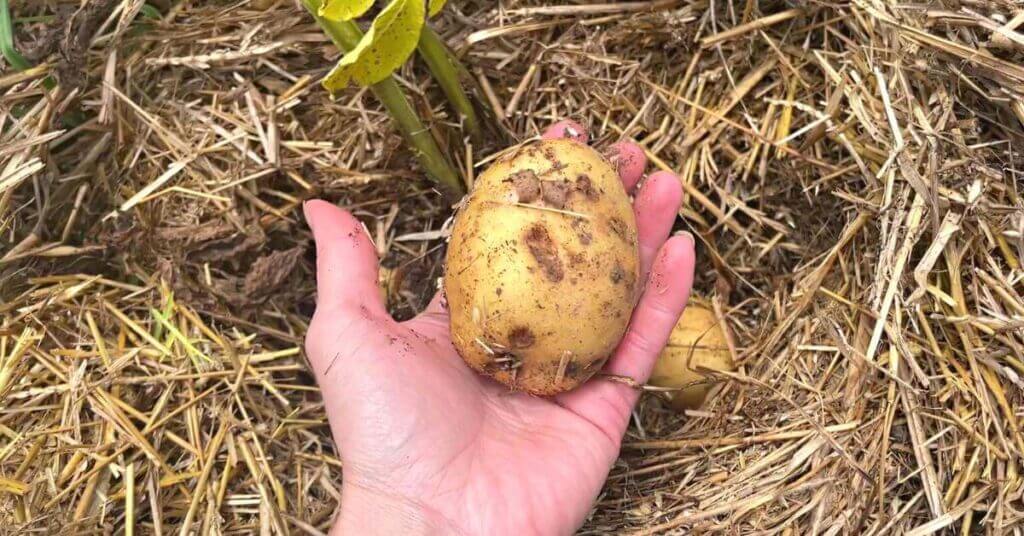 This potato was grown only in straw mulch with no digging.