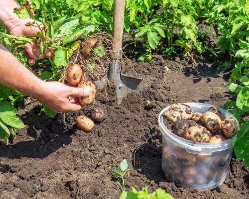 Rich, well-draining soil is what potatoes need to grow big.