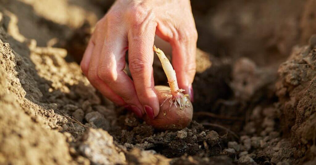 Timing is everything when it comes to planting potatoes.