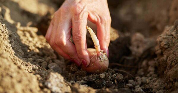 When to Plant Potatoes (& Knowing When It's Too Late) - Food Prep Guide ...