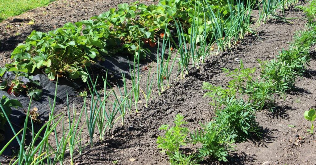 onions have many friendly companion plants in the vegetable garden