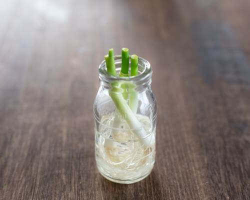 Green onion scraps in a jar of water