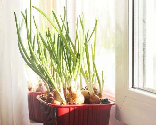 Green onion tops sprouting from onion scraps