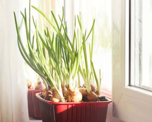 Green onion tops sprouting from onion scraps
