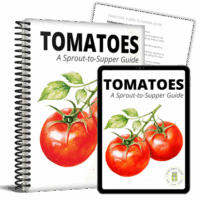 sts-tomatoes-print-and-digital-574