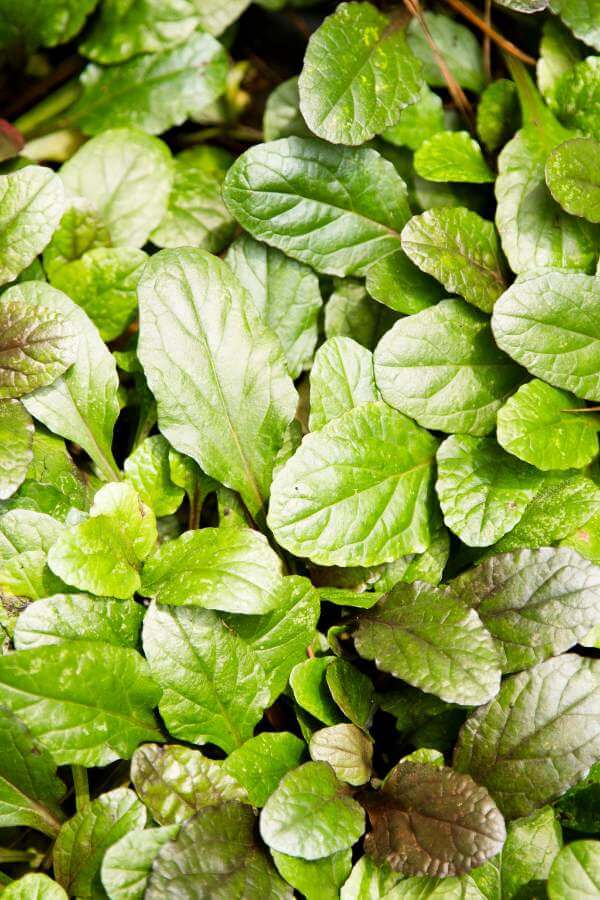 Ajuga ground cover