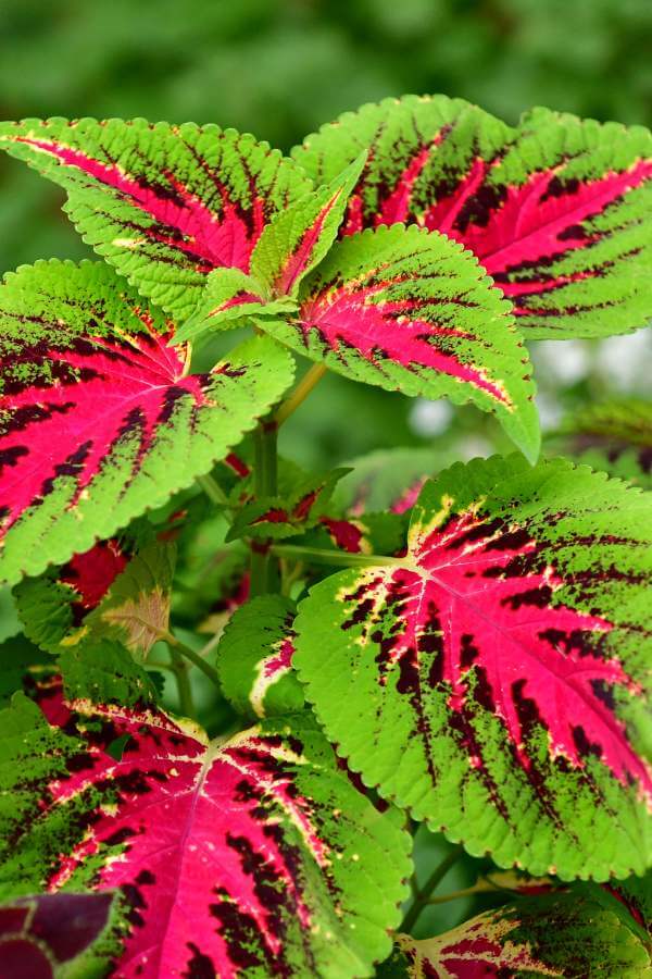 Coleus