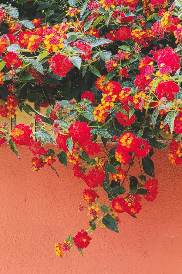 Lantana in container