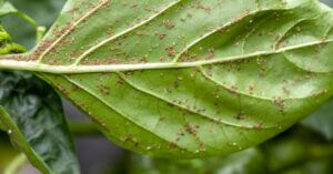 aphid infestation in garden