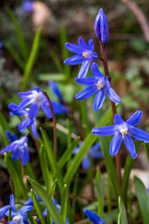 blue star creeper ground cover