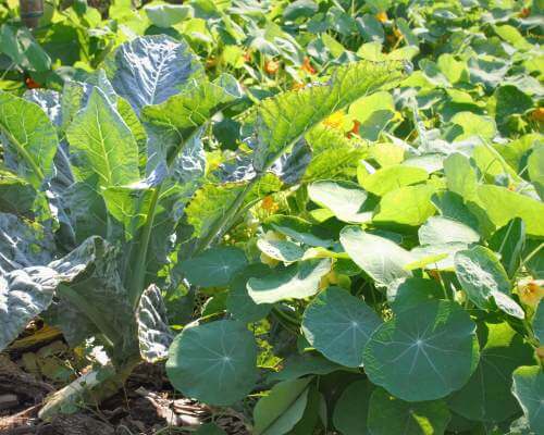 companion planting cabbage and nasturtiums