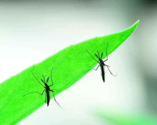 mosquitoes