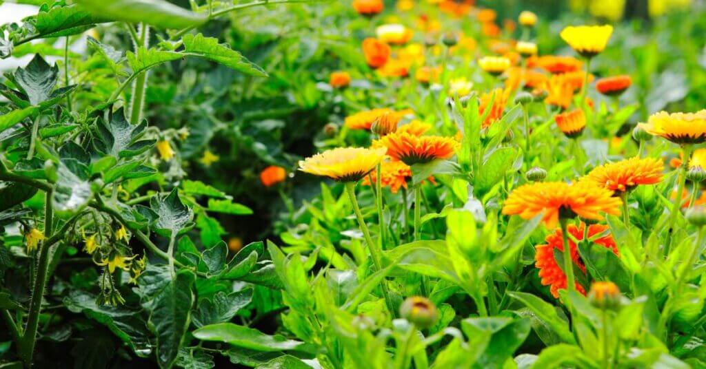 companion planting tips