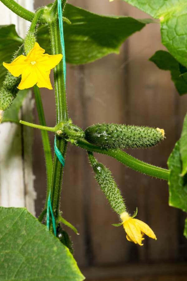 cucumber string trellis