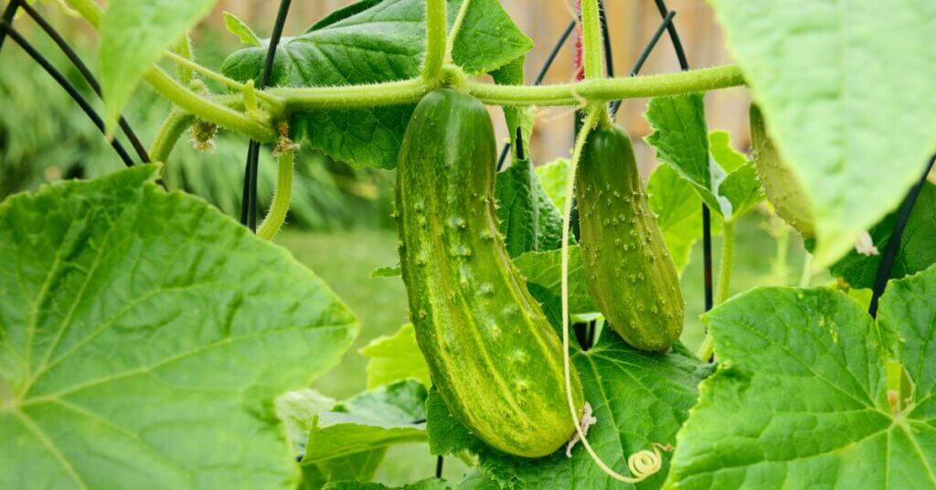 cucumber trellis ideas
