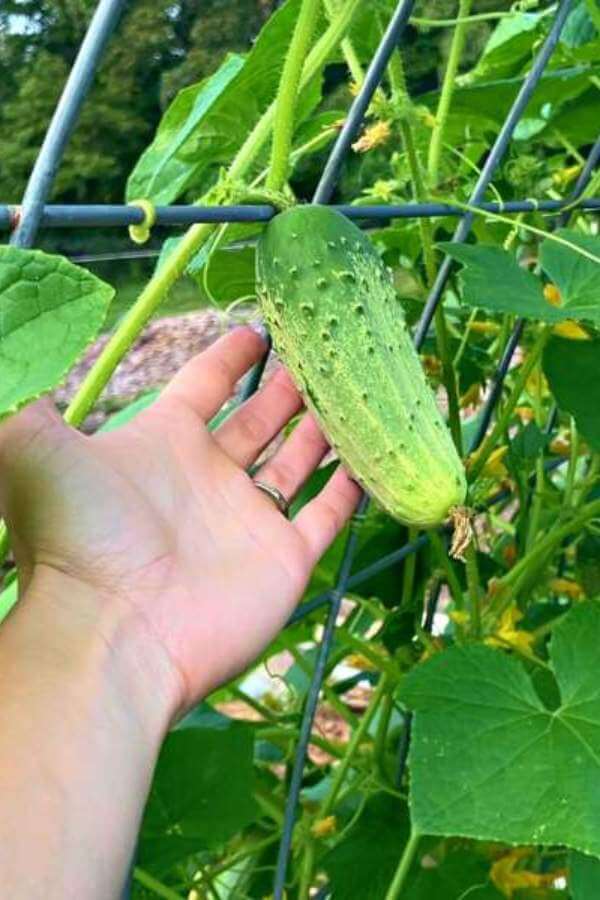 cucumber trellis